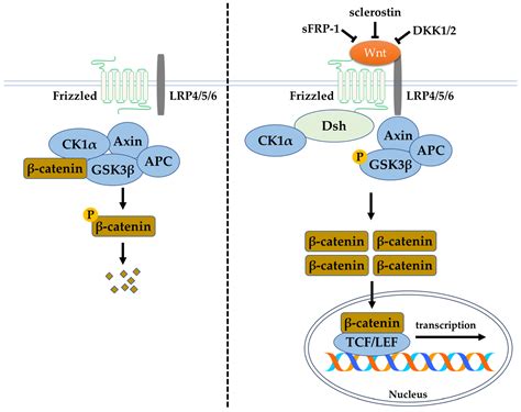 β catenin in health: A review .